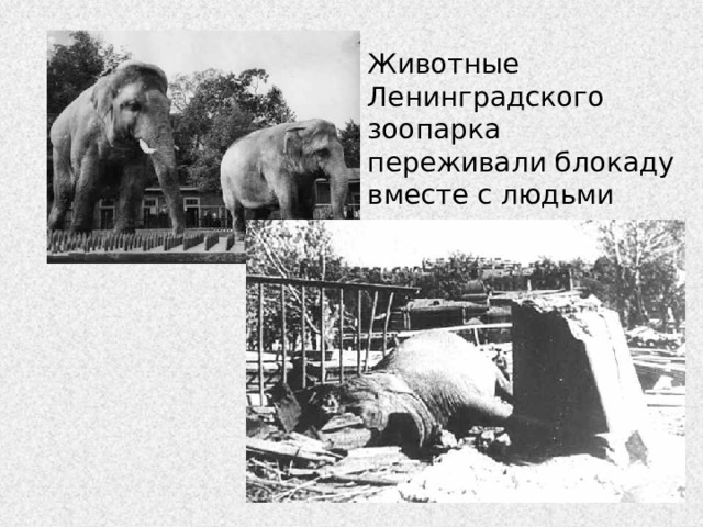 Животные Ленинградского зоопарка переживали блокаду вместе с людьми