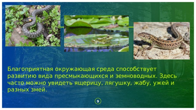 Благоприятная окружающая среда способствует развитию вида пресмыкающихся и земноводных. Здесь часто можно увидеть ящерицу, лягушку, жабу, ужей и разных змей. 1