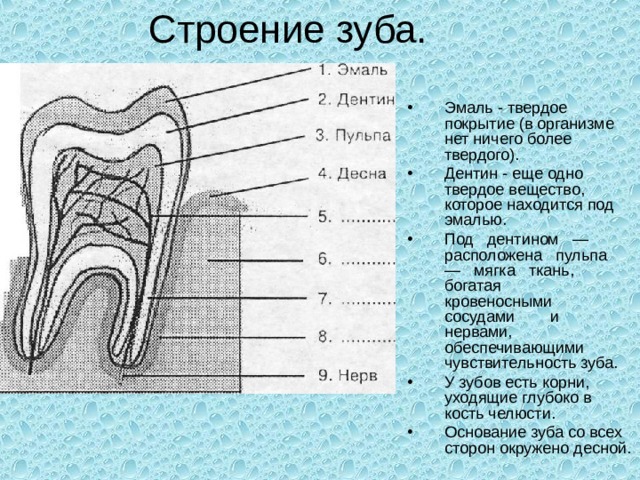 Эмаль - твердое покрытие (в организме нет ничего более твердого). Дентин - еще одно твердое вещество, которое находится под эмалью. Под дентином — расположена пульпа — мягка ткань, богатая  кровеносными сосудами и нервами, обеспечивающими  чувствительность зуба. У зубов есть корни, уходящие глубоко в кость челюсти. Основание зуба со всех сторон окружено десной.