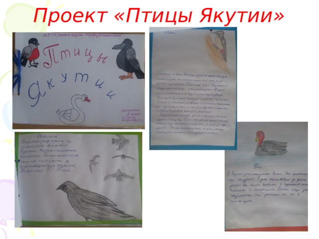Проект «Птицы Якутии»