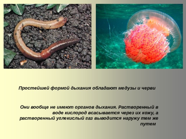 Простейшей формой дыхания обладают медузы и черви  Они вообще не имеют органов дыхания. Растворенный в воде кислород всасывается через их кожу, а растворенный углекислый газ выводится наружу тем же путем