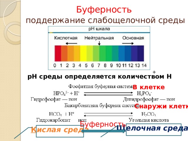 Буферность   поддержание слабощелочной среды + pH среды определяется количеством H В клетке Снаружи клетки Буферность Щ елочная среда К ислая среда