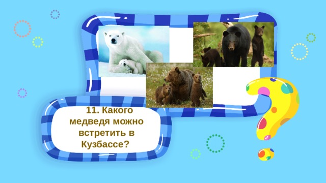 11. Какого медведя можно встретить в Кузбассе?
