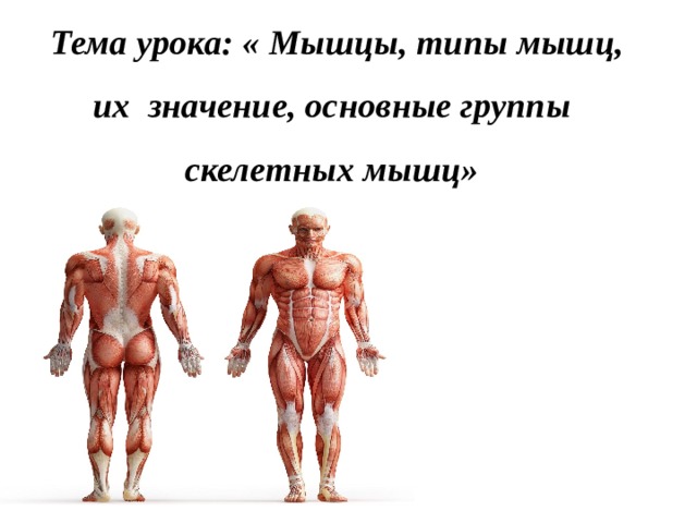 Тема урока: « Мышцы, типы мышц, их значение, основные группы скелетных мышц»