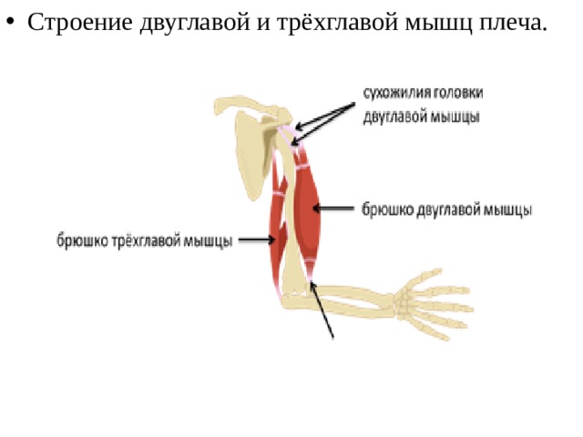 Строение двуглавой и трёхглавой мышц плеча.