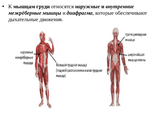 К  мышцам груди  относятся  наружные  и  внутренние межрёберные мышцы  и  диафрагма , которые обеспечивают дыхательные движения.
