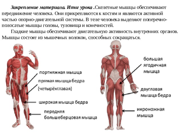 Закрепление материала. Итог урока . Скелетные мышцы обеспечивают передвижение человека. Они прикрепляются к костям и являются активной частью опорно-двигательной системы. В теле человека выделяют поперечно-полосатые мышцы головы, туловища и конечностей.   Гладкие мышцы обеспечивают двигательную активность внутренних органов.  Мышцы состоят из мышечных волокон, способных сокращаться.