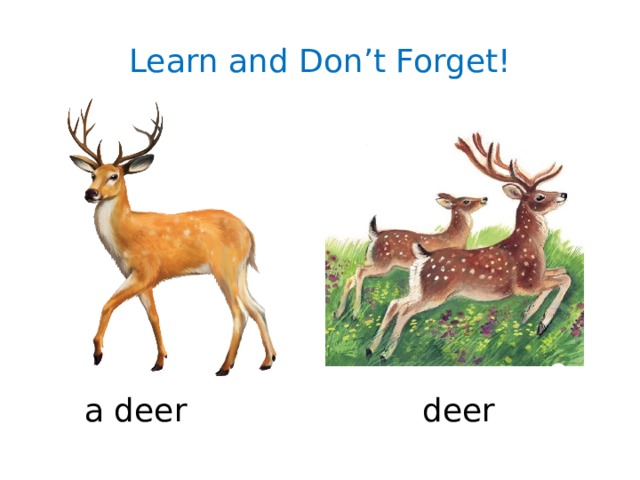 Learn and Don’t Forget! a deer  deer