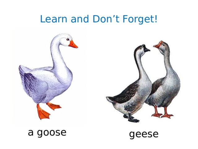 Learn and Don’t Forget! a goose  geese