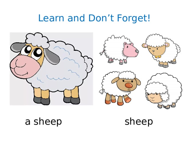 Learn and Don’t Forget! a sheep sheep