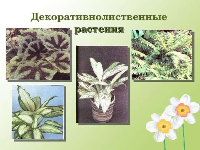 Декоративнолиственные растения