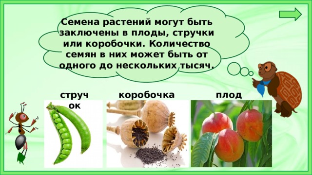 Семена растений могут быть заключены в плоды, стручки или коробочки. Количество семян в них может быть от одного до нескольких тысяч.    стручок коробочка плод