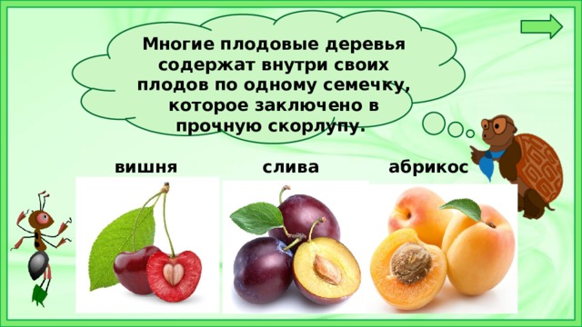 Многие плодовые деревья содержат внутри своих плодов по одному семечку, которое заключено в прочную скорлупу.   вишня слива абрикос