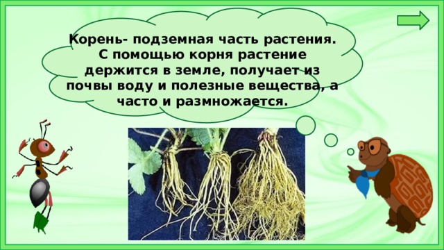 Корень- подземная часть растения. С помощью корня растение держится в земле, получает из почвы воду и полезные вещества, а часто и размножается.