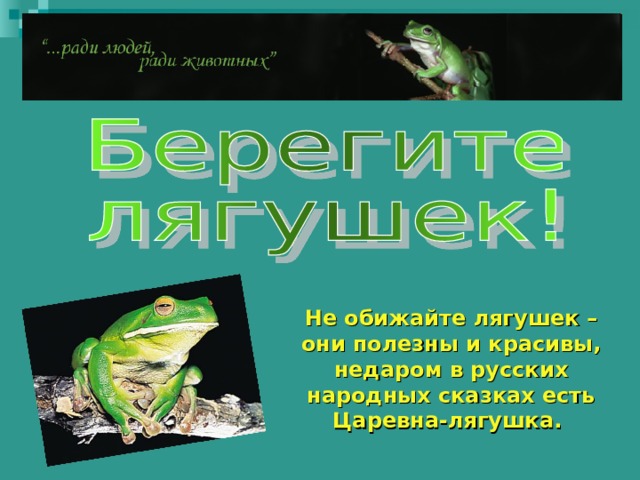 Не обижайте лягушек – они полезны и красивы, недаром в русских народных сказках есть Царевна-лягушка.