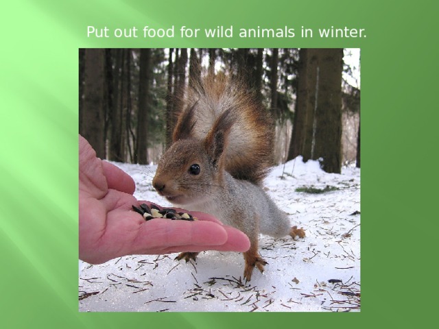 Put out food for wild animals in winter.