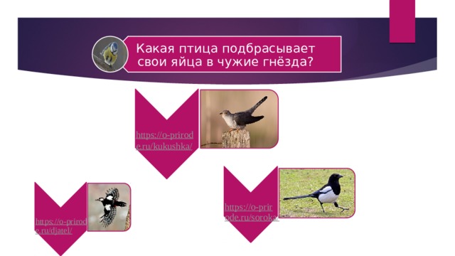 Какая птица подбрасывает свои яйца в чужие гнёзда? https://o-prirode.ru/kukushka/ https://o-prirode.ru/djatel/ https://o-prirode.ru/soroka/