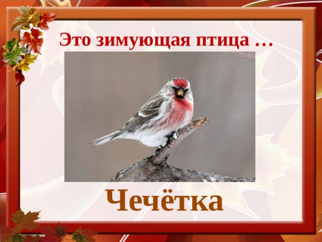Это зимующая птица … Чечётка