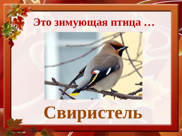 Это зимующая птица … Свиристель