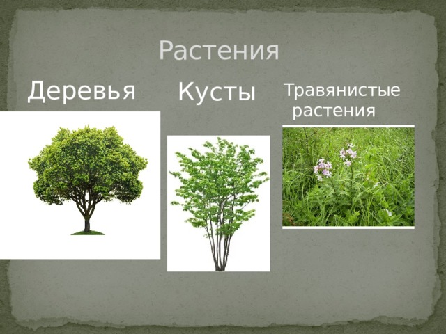 Растения Деревья Кусты Травянистые растения