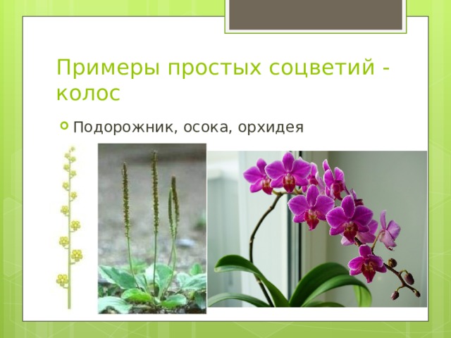 Примеры простых соцветий - колос