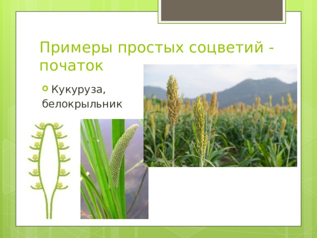 Примеры простых соцветий - початок Кукуруза, белокрыльник