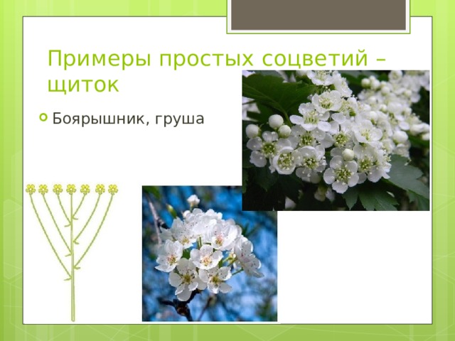 Примеры простых соцветий – щиток