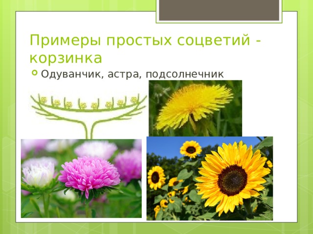 Примеры простых соцветий - корзинка Одуванчик, астра, подсолнечник
