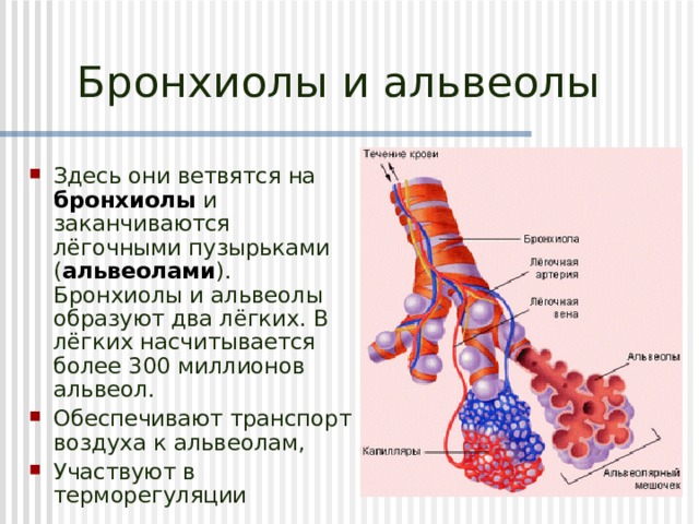 Бронхиолы и альвеолы