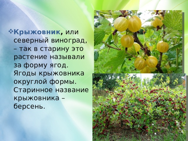 Крыжовник ,  или северный виноград, – так в старину это растение называли за форму ягод. Ягоды крыжовника округлой формы. Старинное название крыжовника – берсень.