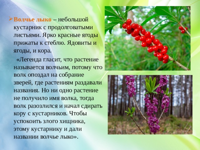 Волчье лыко  – небольшой кустарник с продолговатыми листьями. Ярко красные ягоды прижаты к стеблю. Ядовиты и ягоды, и кора.