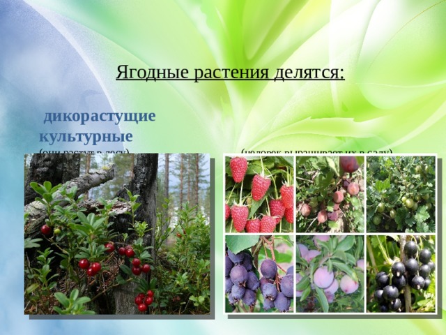 Ягодные растения делятся:   дикорастущие    культурные (они растут в лесу)   (человек выращивает их в саду).
