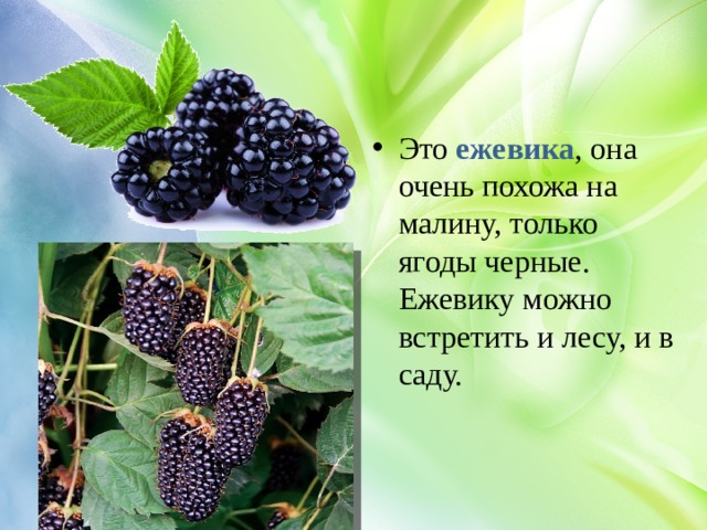Это  ежевика , она очень похожа на малину, только ягоды черные. Ежевику можно встретить и лесу, и в саду.