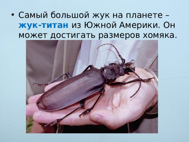 Самый боль­шой жук на пла­не­те – жук-ти­тан из Южной Аме­ри­ки. Он может до­сти­гать раз­ме­ров хо­мя­ка.