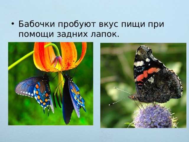 Ба­боч­ки про­бу­ют вкус пищи при по­мо­щи зад­них лапок.