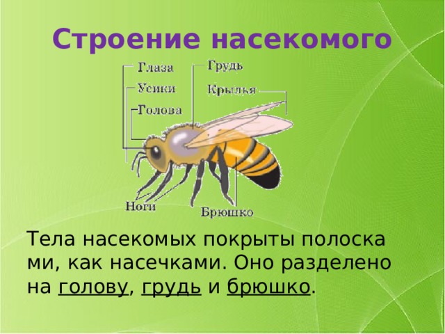 Строение насекомого Тела на­се­ко­мых по­кры­ты по­лос­ка­ми, как на­сеч­ка­ми. Оно раз­де­ле­но на го­ло­ву , грудь и брюш­ко .