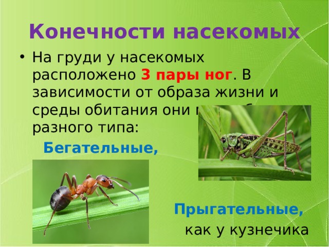 Конечности насекомых На груди у насекомых расположено 3 пары ног . В зависимости от образа жизни и среды обитания они могут быть разного типа:  Бегательные,  как у муравья Прыгательные,  как у кузнечика