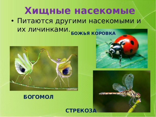 Хищные насекомые Пи­та­ют­ся дру­ги­ми на­се­ко­мы­ми и их ли­чин­ка­ми. БОЖЬЯ КОРОВКА БОГОМОЛ СТРЕКОЗА