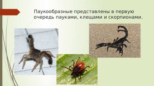 Паукообразные представлены в первую очередь пауками, клещами и скорпионами.