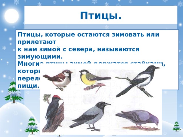 Птицы. Птицы, которые остаются зимовать или прилетают к нам зимой с севера, называются зимующими. Многие птицы зимой держатся стайками, которые перелетают с места на место в поисках пищи.