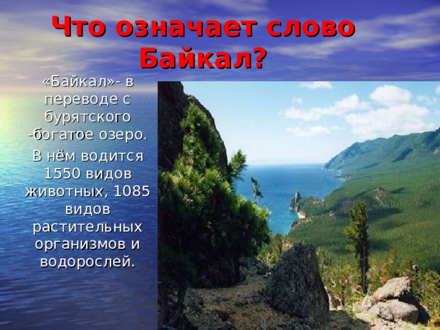 Что означает слово Байкал? «Байкал»- в переводе с бурятского -богатое озеро. В нём водится 1550 видов животных, 1085 видов растительных организмов и водорослей.