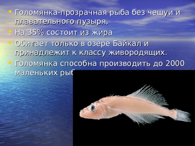 Голомянка-прозрачная рыба без чешуи и плавательного пузыря, На 35% состоит из жира Обитает только в озере Байкал и принадлежит к классу живородящих. Голомянка способна производить до 2000 маленьких рыб.