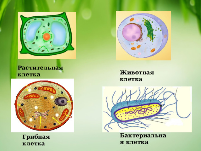 Растительная клетка Животная клетка Бактериальная клетка Грибная клетка