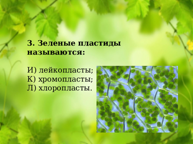 3. Зеленые пластиды называются: И) лейкопласты;  К) хромопласты;  Л) хлоропласты.