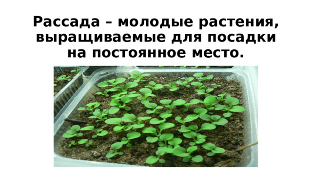 Рассада – молодые растения, выращиваемые для посадки на постоянное место.