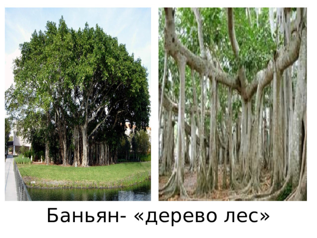 Баньян- «дерево лес»