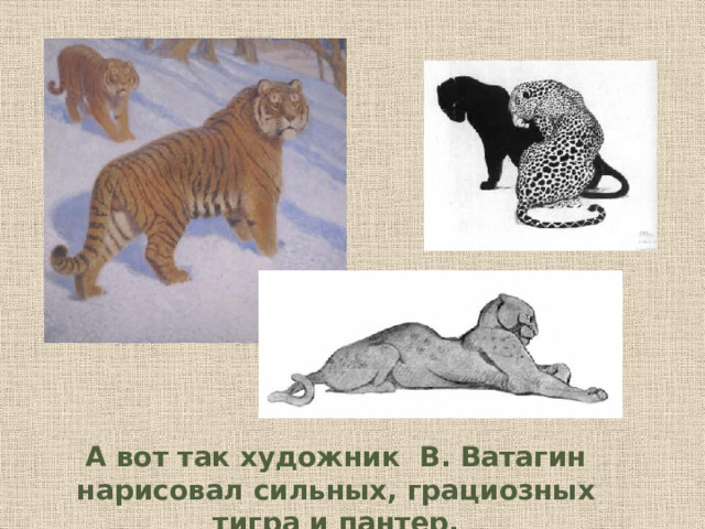 А вот так художник В. Ватагин нарисовал сильных, грациозных тигра и пантер.