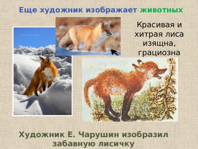 Еще художник изображает животных Красивая и хитрая лиса изящна, грациозна Художник Е. Чарушин изобразил забавную лисичку