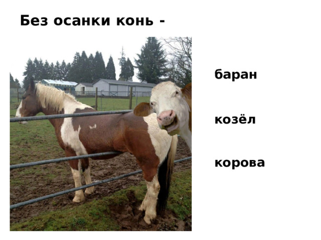 баран    козёл Без осанки конь -  корова