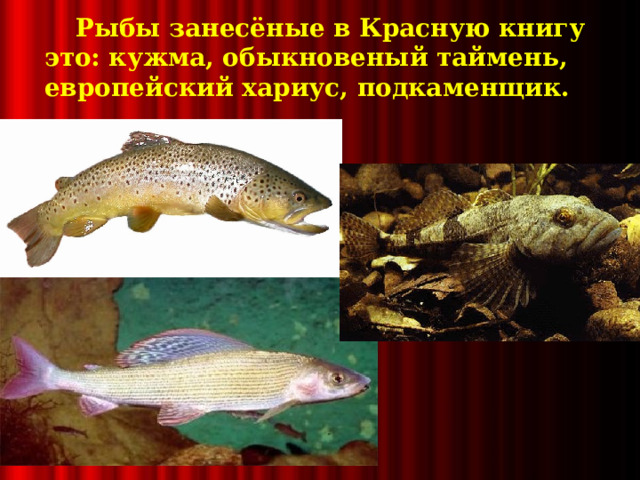 Рыбы занесёные в Красную книгу это: кужма, обыкновеный таймень, европейский хариус, подкаменщик.